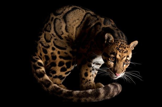 Clouded leopard